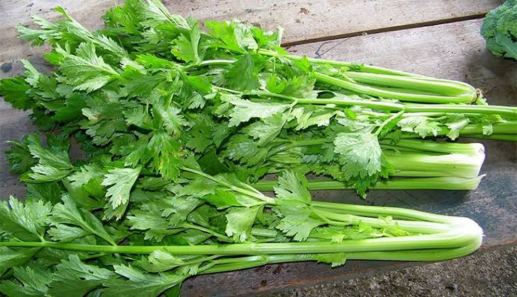 daun seledri