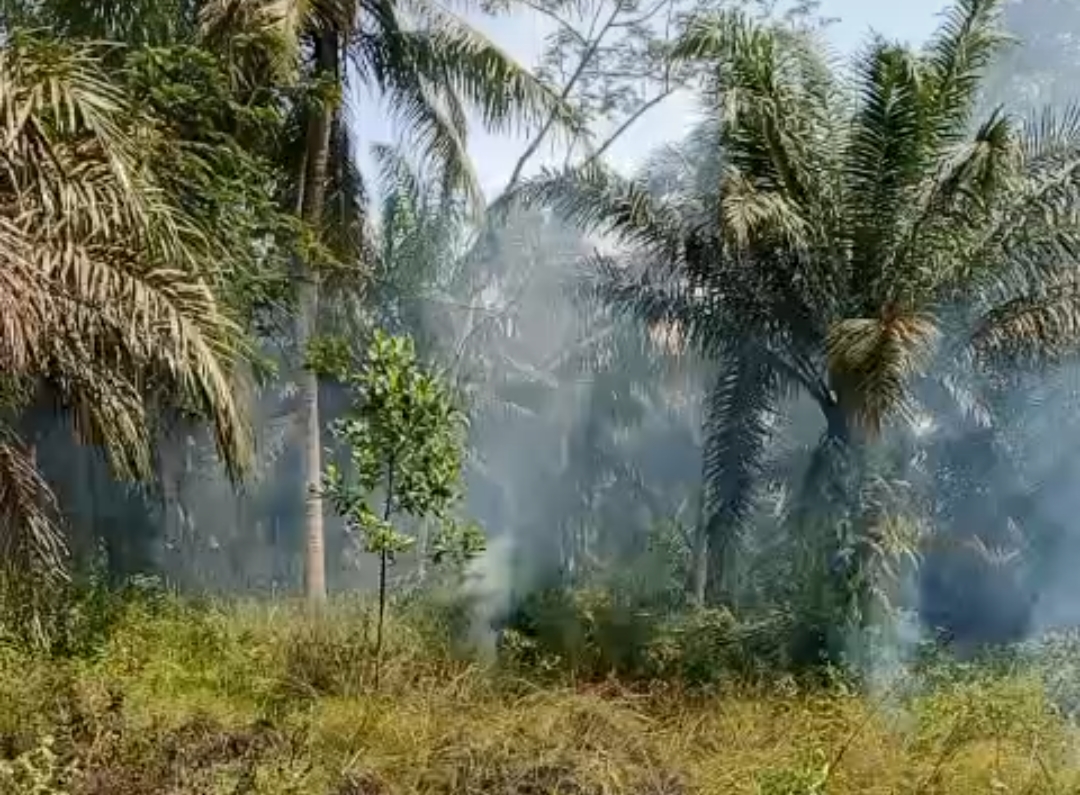 kebun sawit