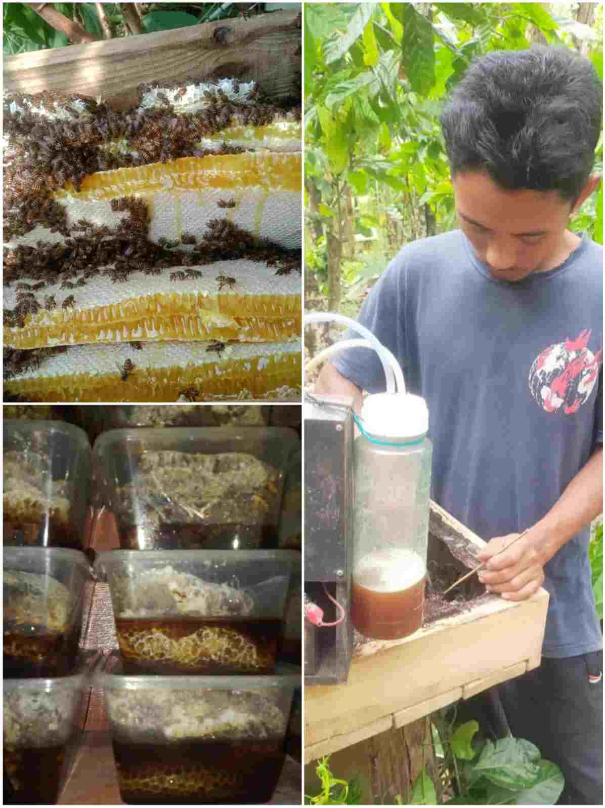 produk madu
