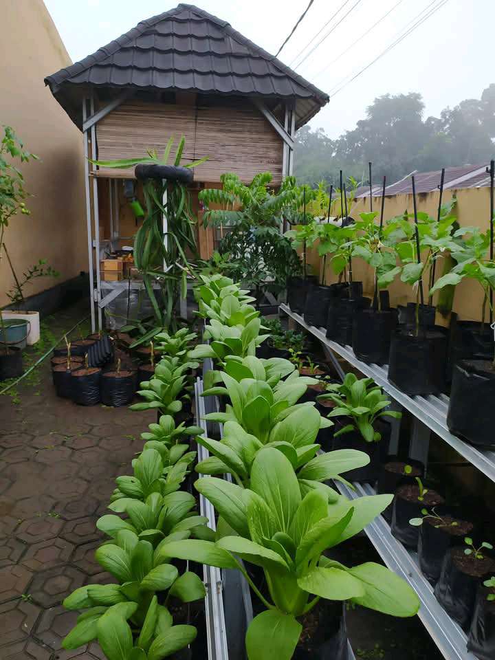 sayur dipekarangan rumah