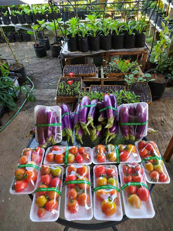 sayuran dan buah