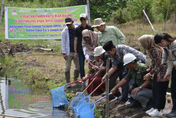 brin ikan baung