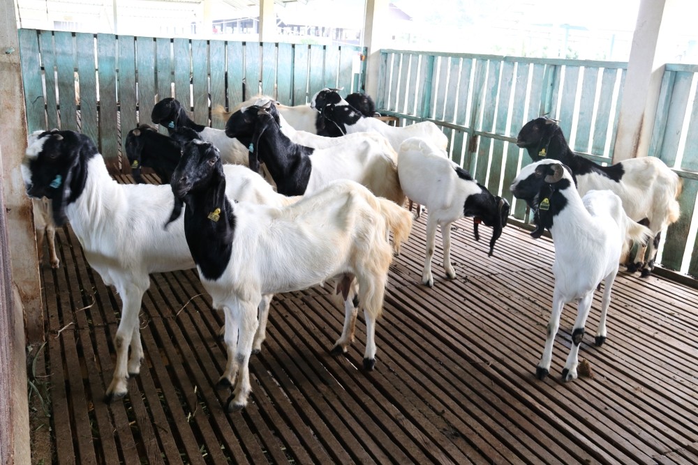 ternak kambing