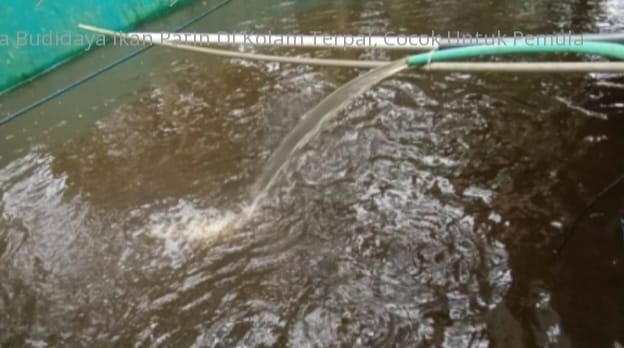 budidaya ikan patin di desa binong maja lebak