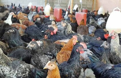 ayam kub pesawaran
