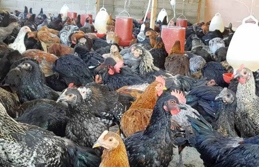 ayam kub pesawaran