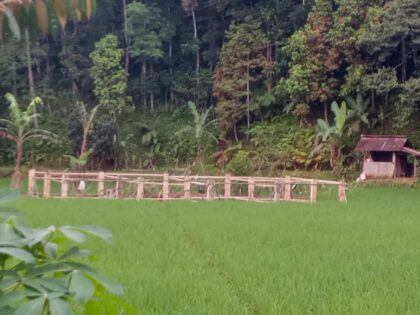 kandang ayam petelur sukaresmi diduga langgar aturan