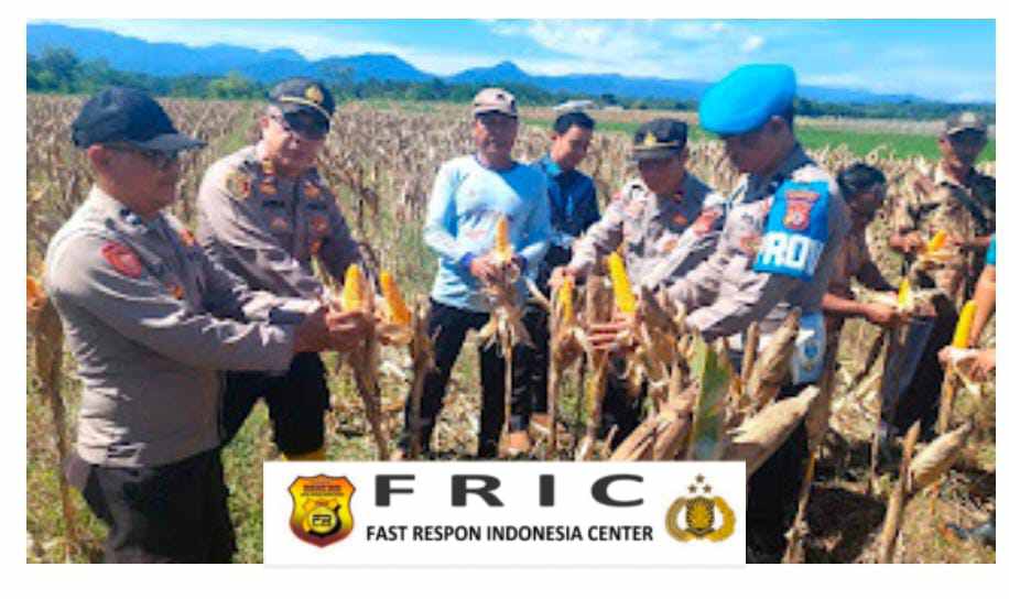 pol panen jagung