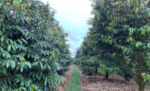 pohon duren